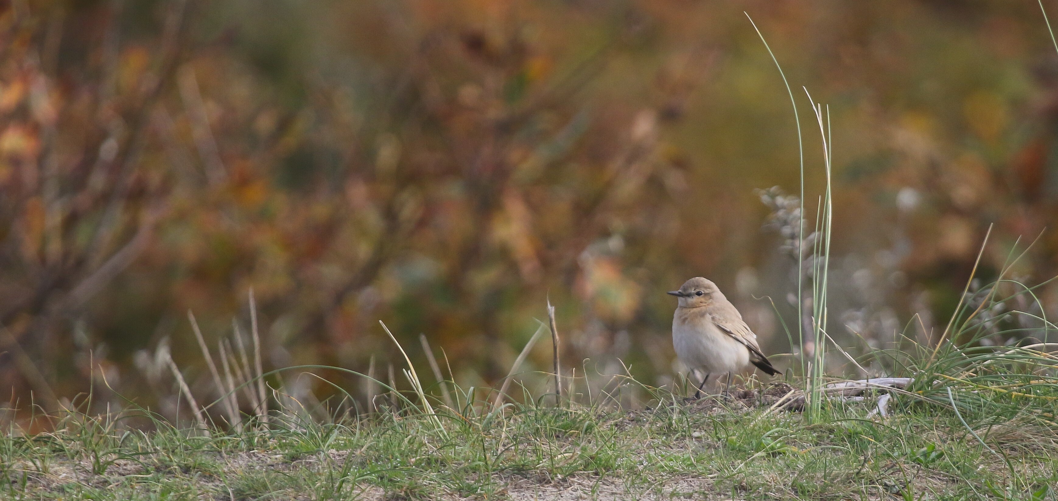 Izabeltapuit op Stortemelk ©Lars Buckx