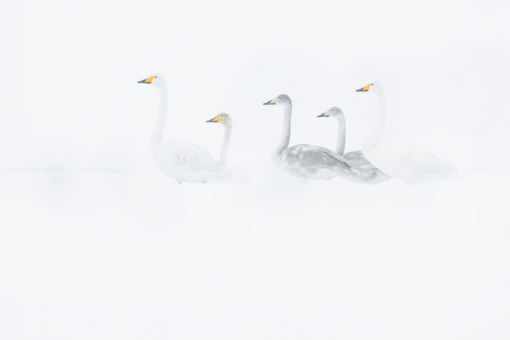 Wilde Zwanen - Corne Koopmans ©