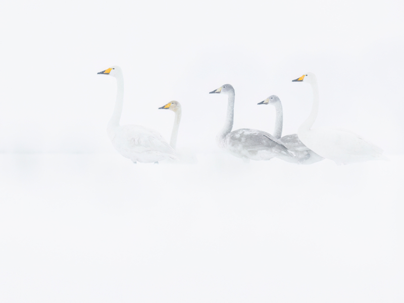 Wilde Zwanen - Corne Koopmans ©