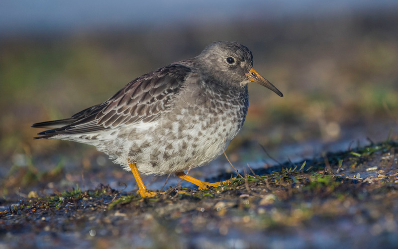 Paarse Strandloper