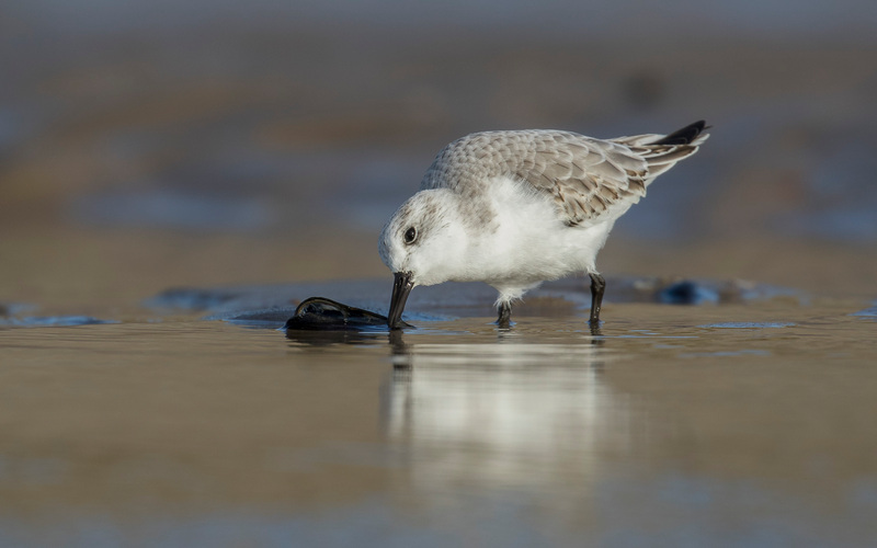 Drieteenstrandloper