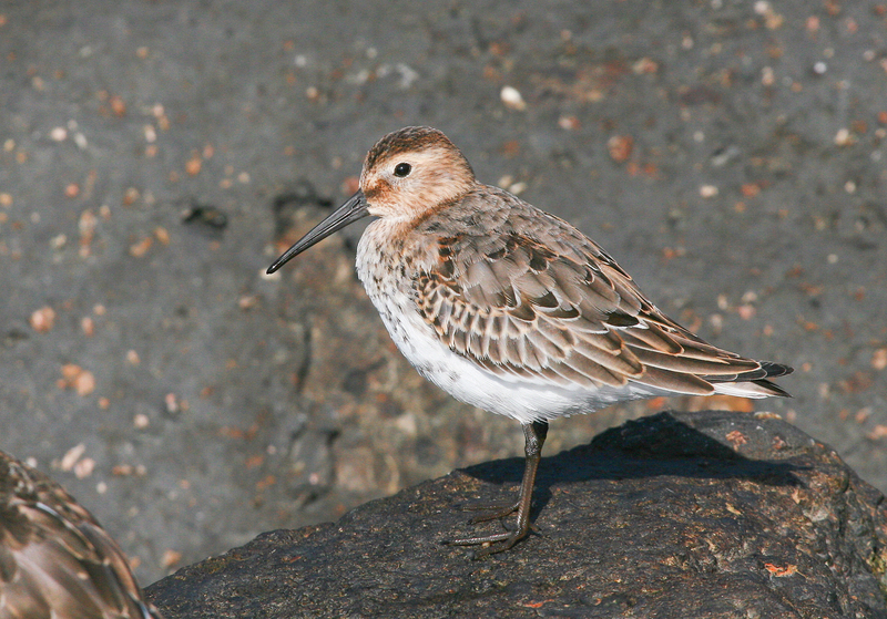 Bonte Strandloper