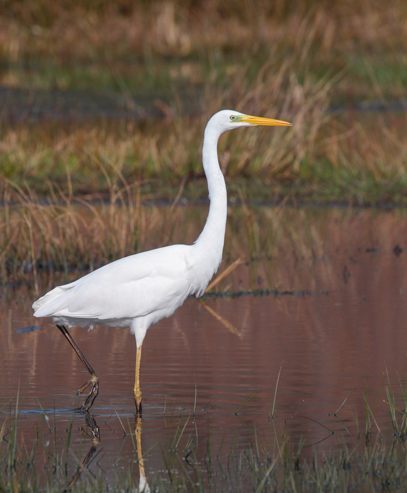 Grote Zilverreiger