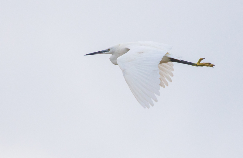 Kleine Zilverreiger