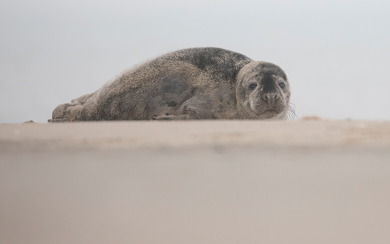 Grijze Zeehond