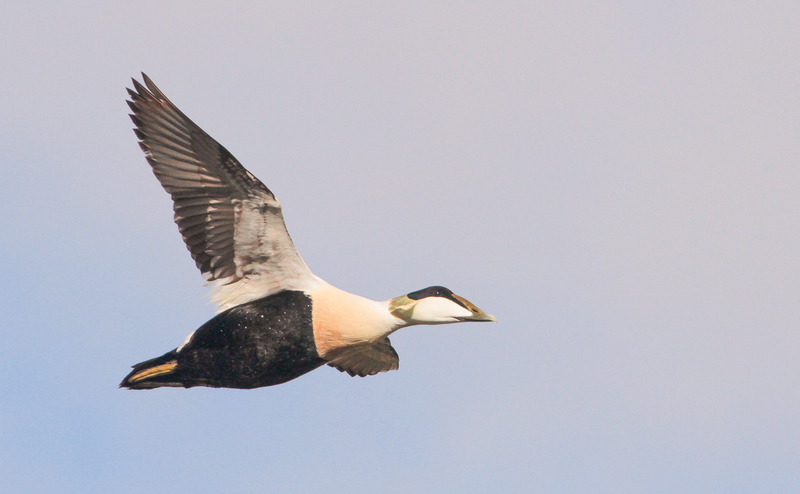 Eider