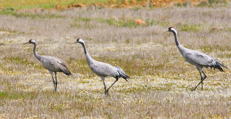 Kraanvogels