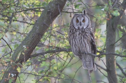 Ransuil © Dagjeindenatuur.nl
