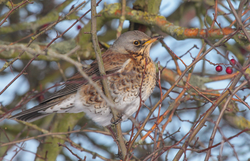 Kramsvogel