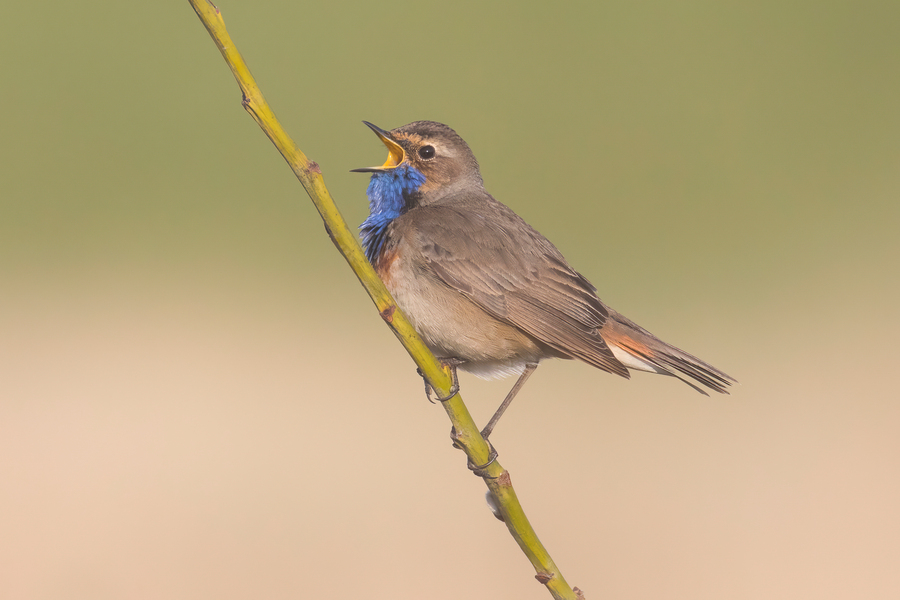 Blauwborst © Lennart Verheuvel