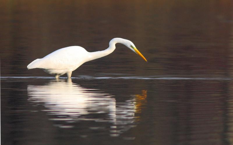 Grote Zilverreiger