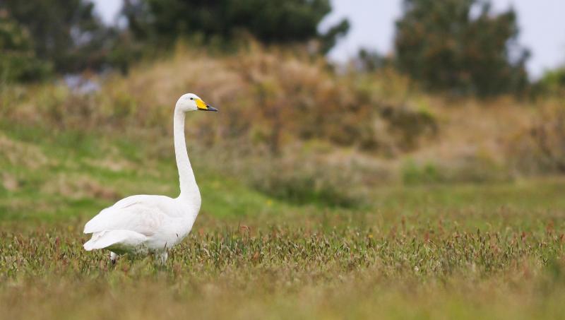 Wilde Zwaan