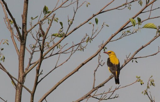 IJsvogel © Siep Gevers