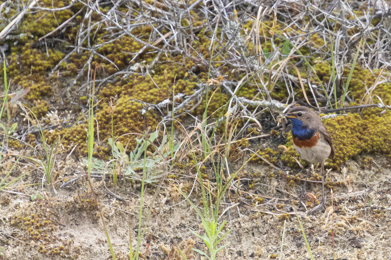 Blauwborst