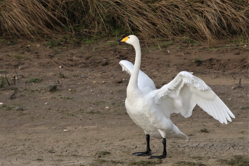 Wilde Zwaan