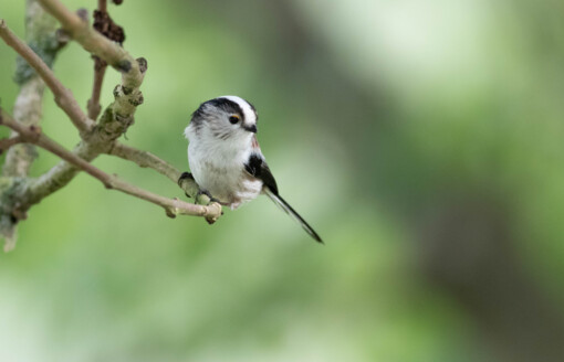 IJsvogel © Siep Gevers