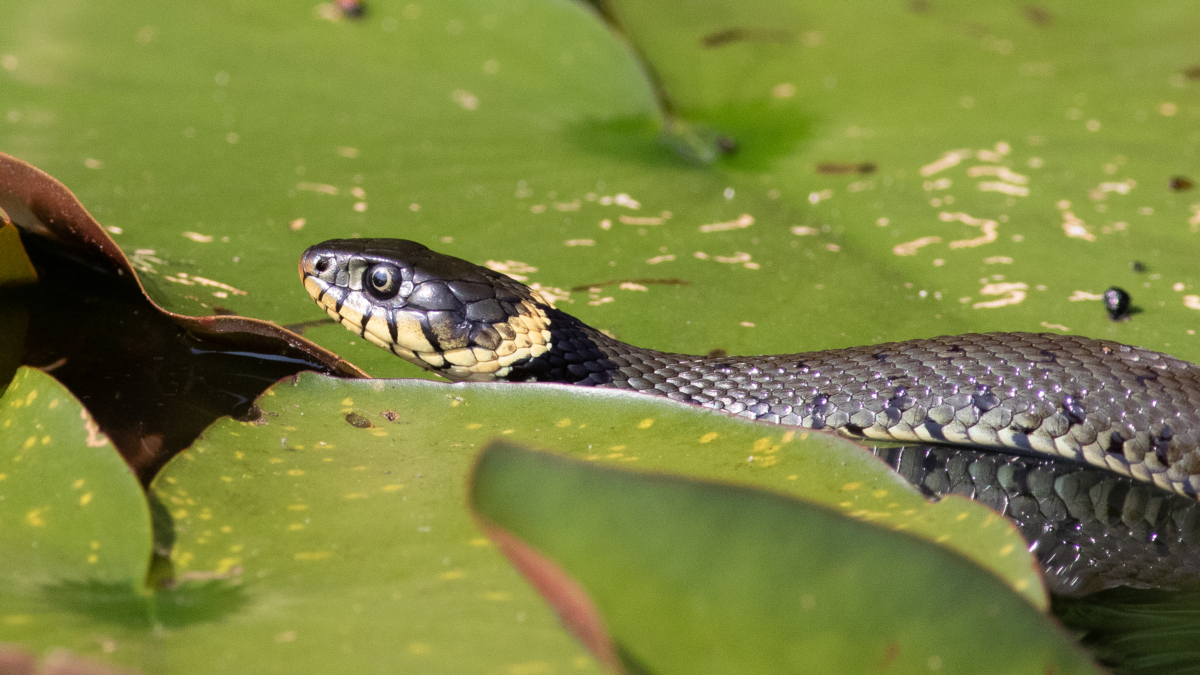 beginnen Kwalificatie theorie Reptielen & Amfibieën - Dagje in de natuur