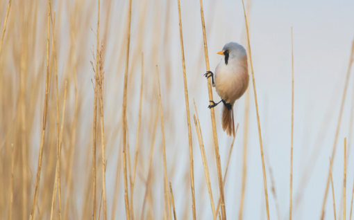 Roerdomp © Jesse Zwart