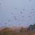 Kramsvogels © Jesse Zwart