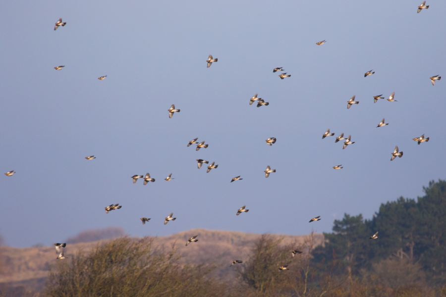 Kramsvogels © Jesse Zwart