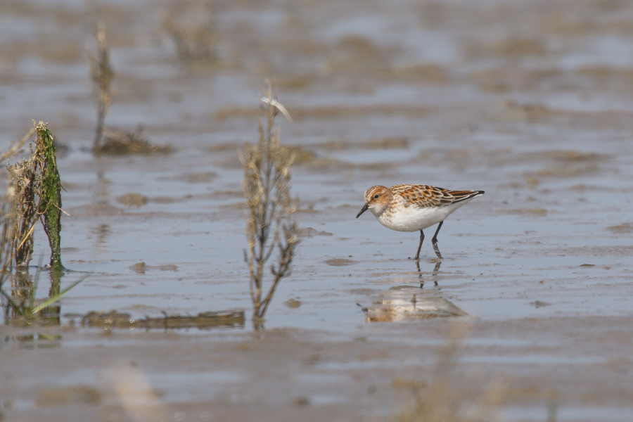 Kleine Strandloper © Lars Buckx