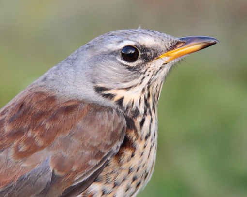 kramsvogel - Lars Buckx