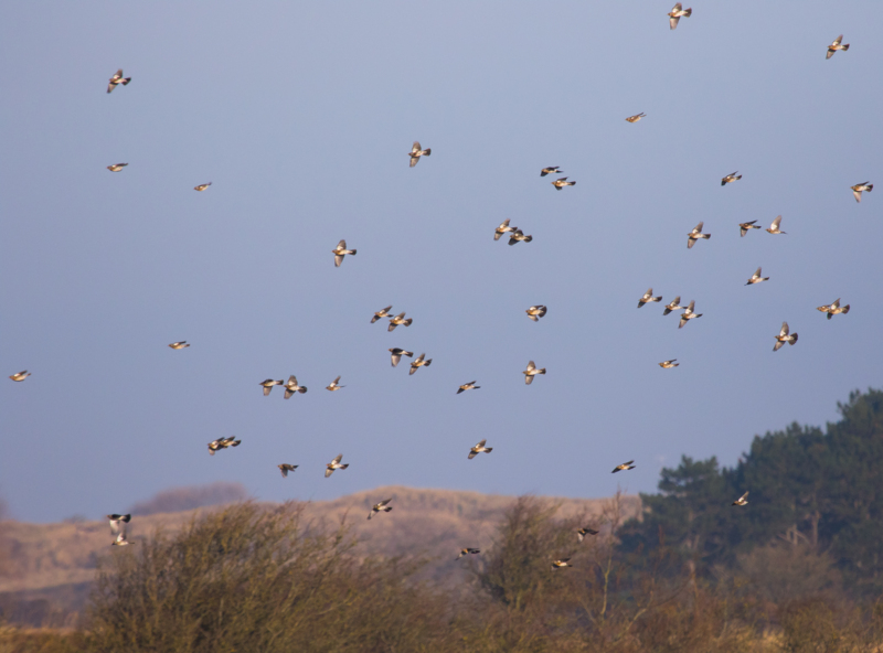 Kramsvogels