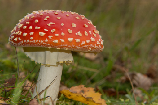 Vliegenzam ©Youp van den Heuvel