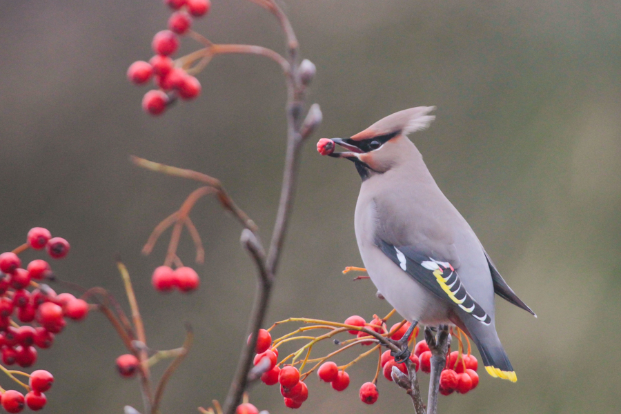 Pestvogel © Lars Buckx