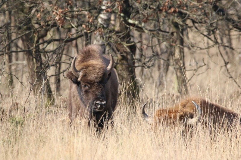 Wisent