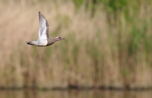 Blauwborst © Dagjeindenatuur.nl