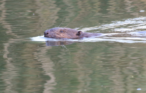 IJsvogel © Siep Gevers