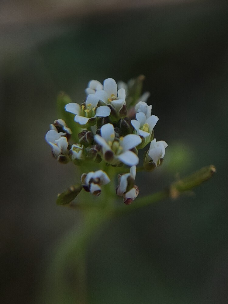 Wit hongerbloempje