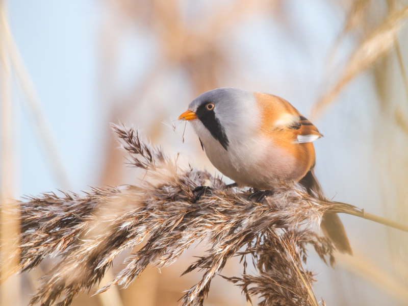 Bearded Reedling ©Lars Buckx