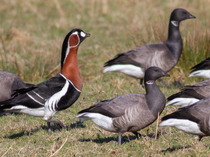 Red-breasted Goose ©Wouter van der Ham