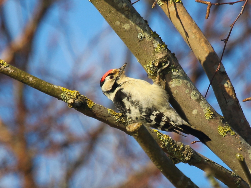 Lesser Spotted Woodpecker ©Lars Buckx