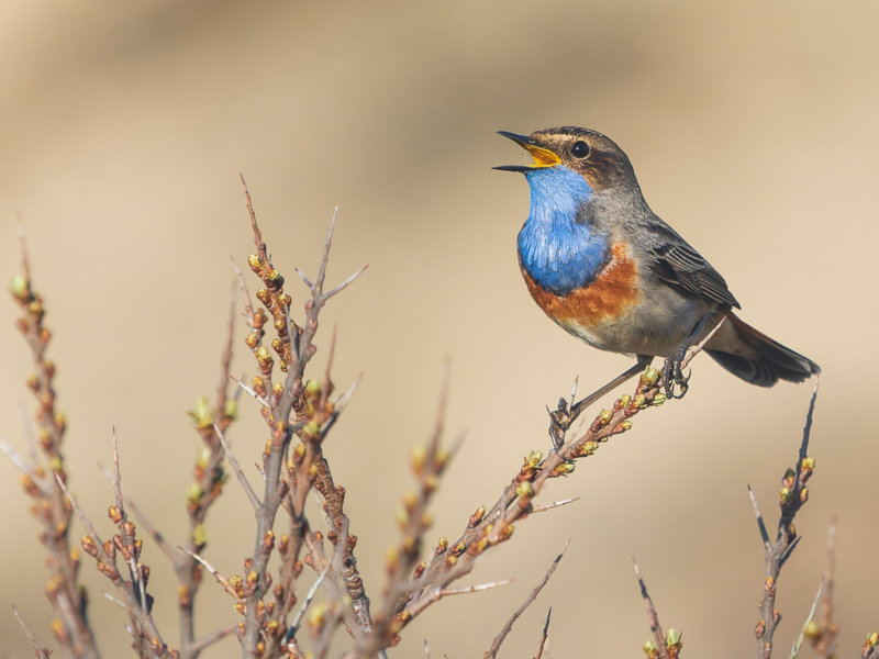 Bluethroat ©Jesse Zwart