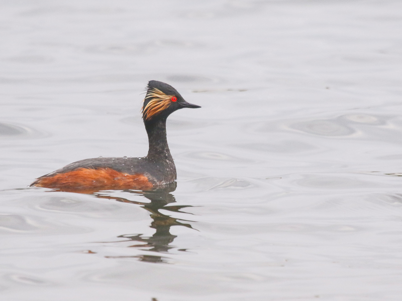 Black-necked Grebe ©Lars Buckx