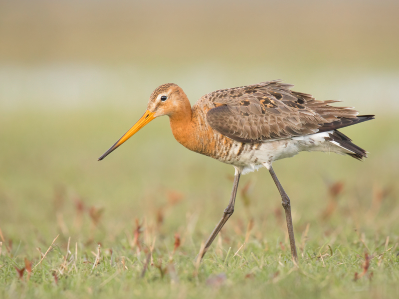 Black-tailed Godwit ©Corné Koopmans