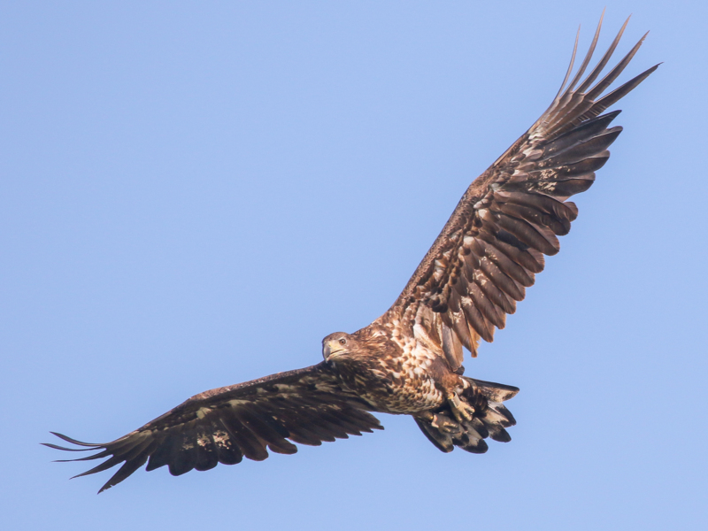 White-tailed Eagle ©Lars Buckx
