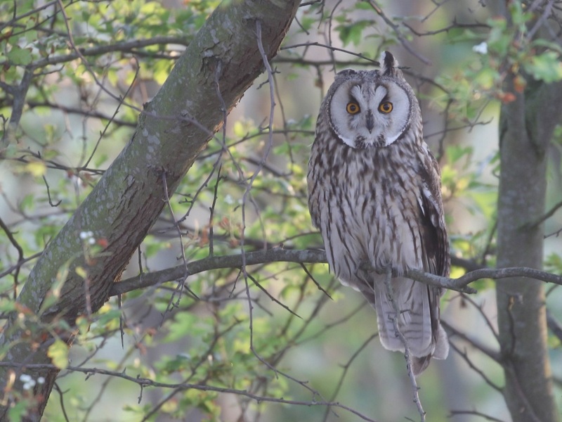 Long-eared Owl ©Max van Waasdijk