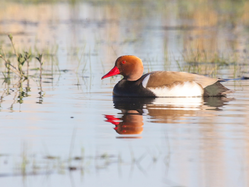 Crested Pochard ©Lars Buckx