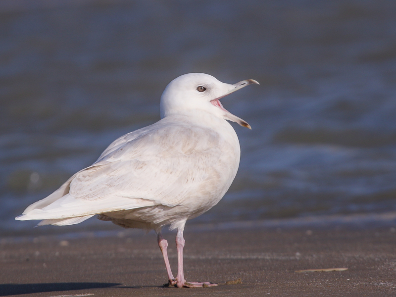 Iceland Gull ©Lars Buckx