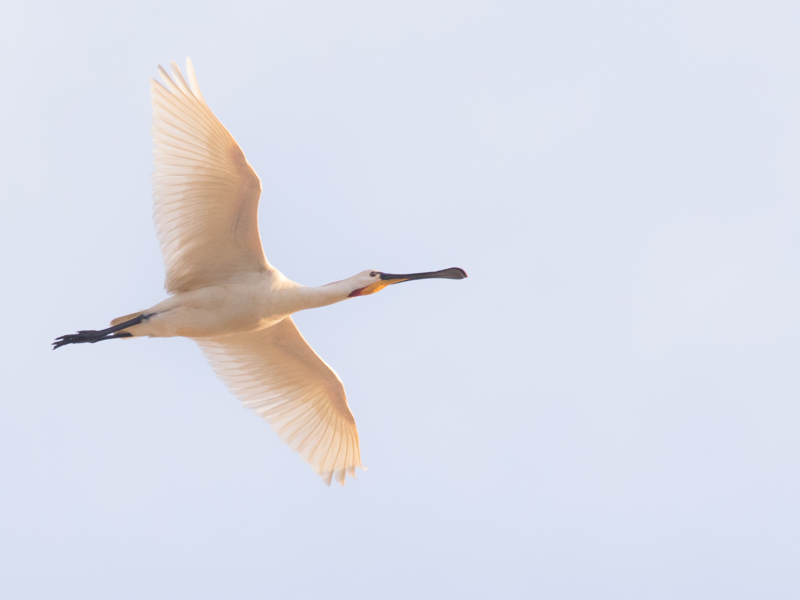 Spoonbill ©Jesse Zwart