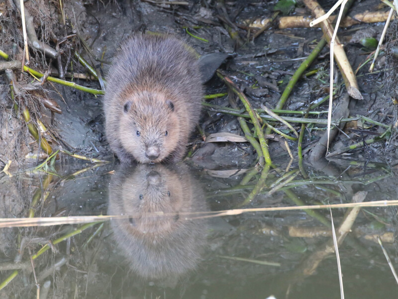 Beaver ©Max van Waasdijk