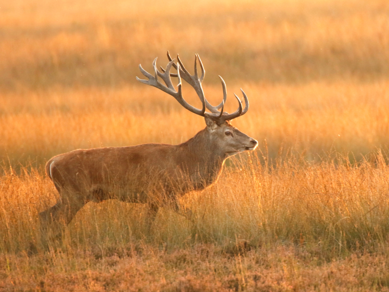 Red Deer ©Corné Koopmans