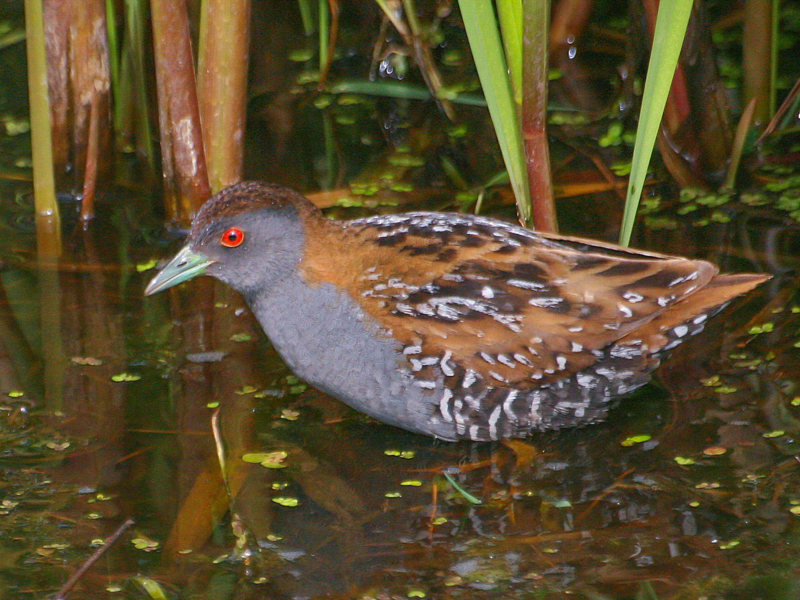 Baillon's Crake ©Lars Buckx