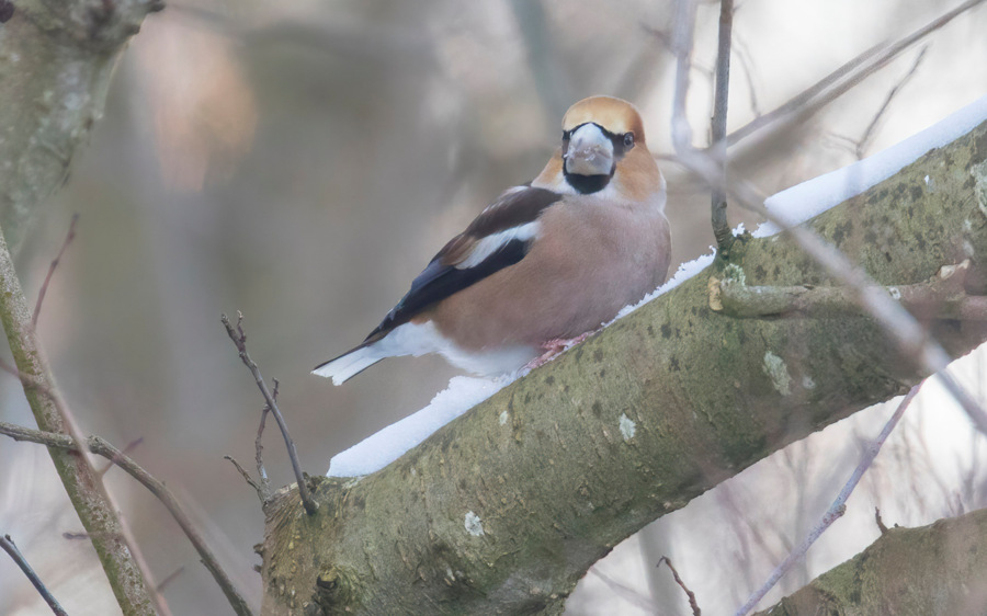 Appelvink © Lennart Verheuvel