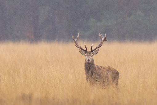 Edelhert © Corné Koopmans