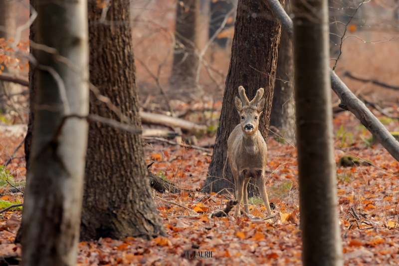 Ree in herfstbos ©Laurie Rijsdijk